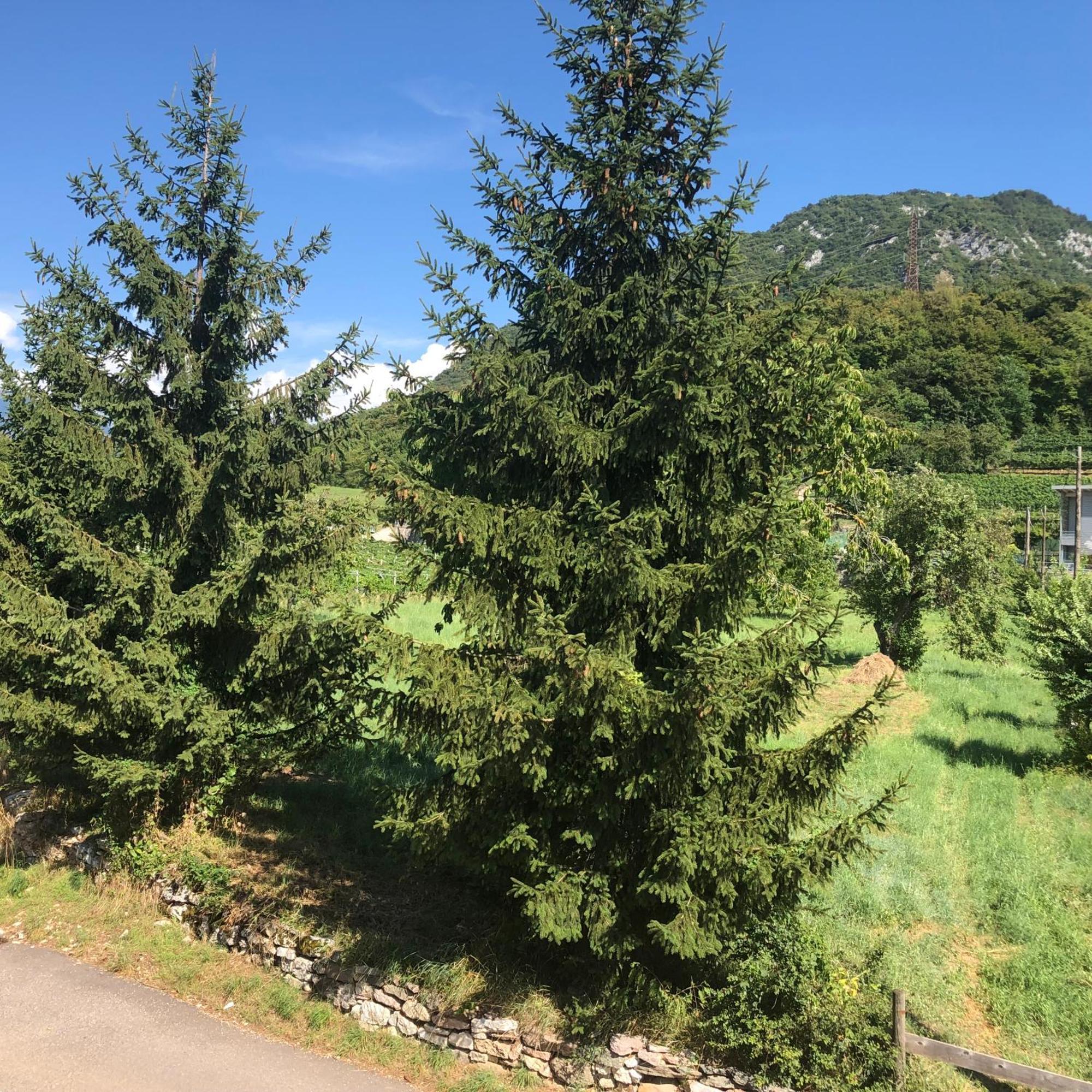 Appartamenti Moderni, Luminosi E Tranquilli Con Parcheggio Privato - Agritur La Tenuta Trento Luaran gambar